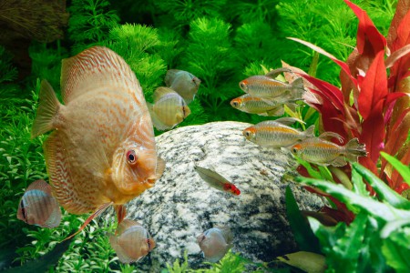 copyright R. Callewaert